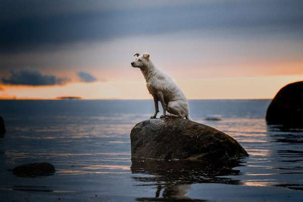 Foto's und Hundemodels-Beitrag-Bild