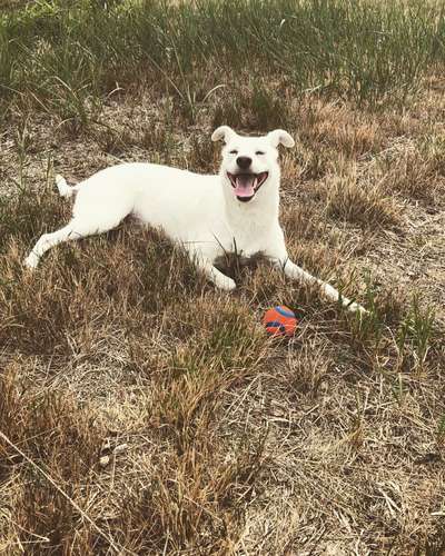 Fotochallenge Nr. 59 - Mein Hund zeigt die Zunge-Beitrag-Bild