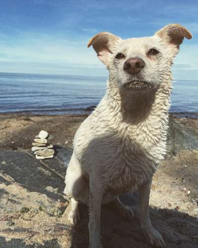 neues tierschutzgesetz-Beitrag-Bild