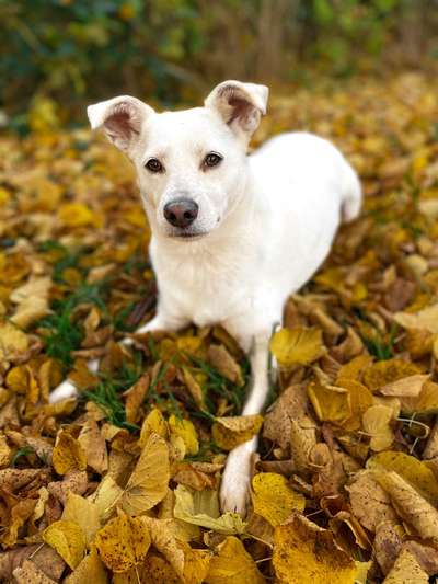 Testrunde Tierportraits aus Öl-Beitrag-Bild