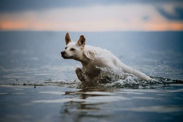 Hundemodel-Beitrag-Bild