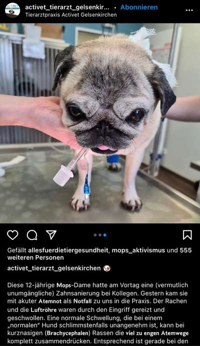 Brachycephale Hunderassen-Beitrag-Bild