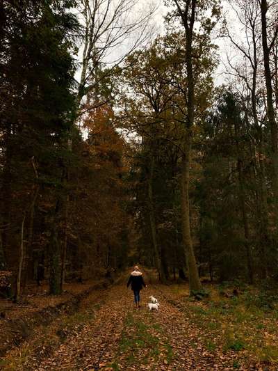 Die wunderschöne Welt mit Hund.-Beitrag-Bild