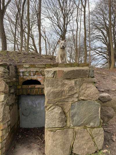 Zeigt uns das 6. Bild von eurem Hund in eurer Galerie-Beitrag-Bild