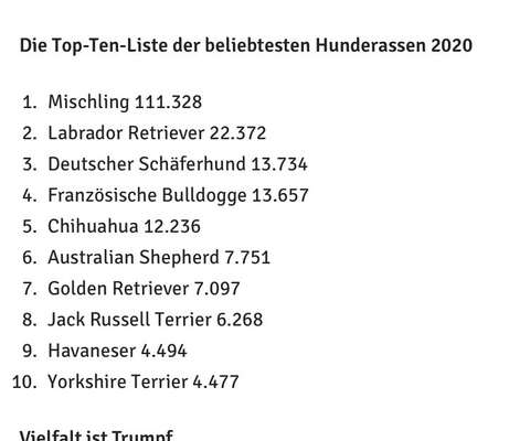 Brachycephale Hunderassen-Beitrag-Bild