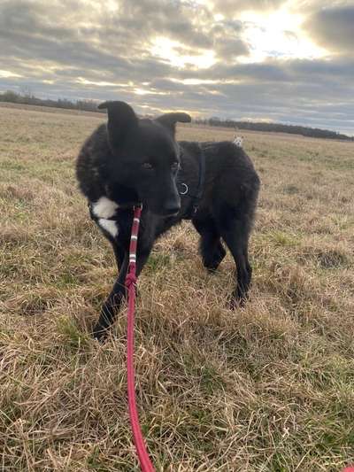 TierschutzhundeStammtisch🐕-Beitrag-Bild