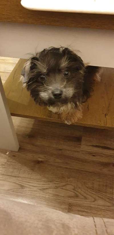 Bolonka Zwetna Freunde-Beitrag-Bild