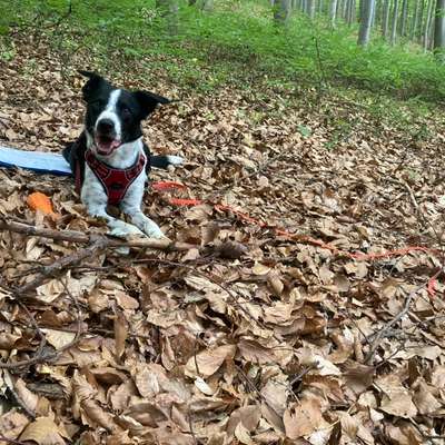 Hundetreffen-Socialwalk Roter Berg-Bild