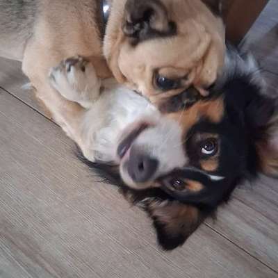 Hundetreffen-Hundebegegnungen und Spaziergänge üben-Bild