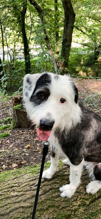 Hundetreffen-Social Walk für Pöbelchen-Bild