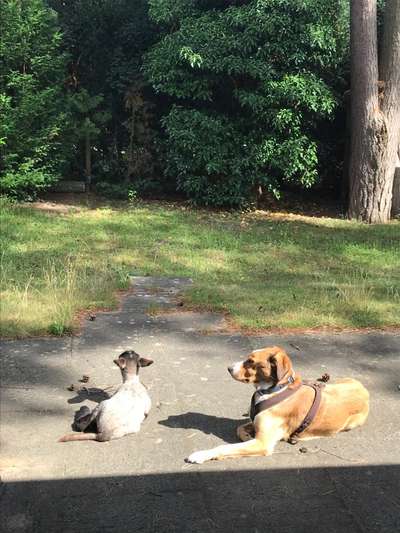 Fotochallenge Nr. 51 "Euer Hund mit anderen Tieren"-Beitrag-Bild