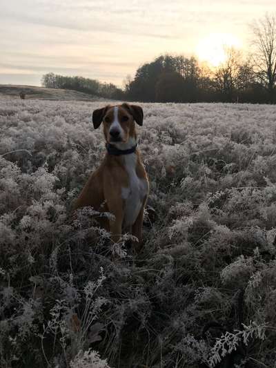 Die Dogorama Kalender Challenge Titelbild-Beitrag-Bild