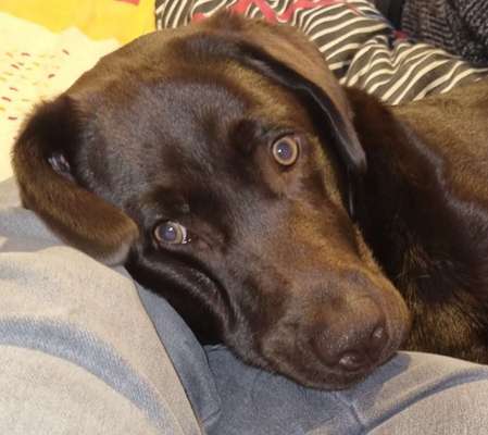 Labradorfans-Beitrag-Bild