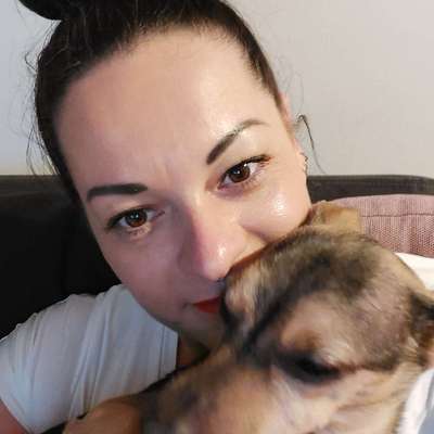 Hundetreffen-Entspannte Runde