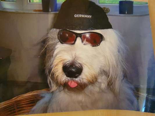 OES Bobtails-Beitrag-Bild