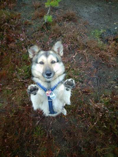 TierschutzhundeStammtisch🐕-Beitrag-Bild