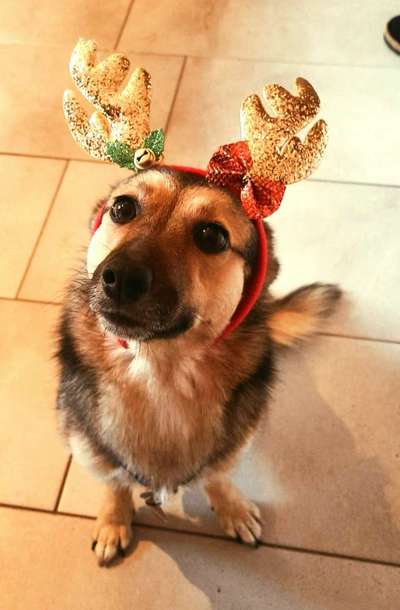 Fotochallange nr. 106
Der geschmückte Hund.-Beitrag-Bild