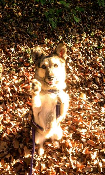 Wald Bild-Beitrag-Bild