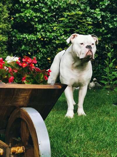 Dein Hund im Dogorama-Kalender 2021-Beitrag-Bild