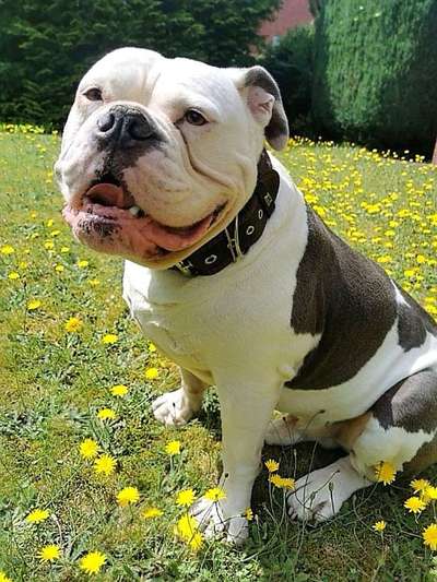 Die Dogorama Monats Challenge "Es grünt und blüht"-Beitrag-Bild