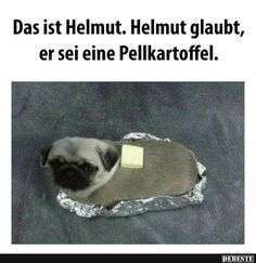 Hunde Memes-Beitrag-Bild