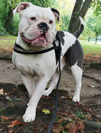 Olde English Bulldogge-Beitrag-Bild