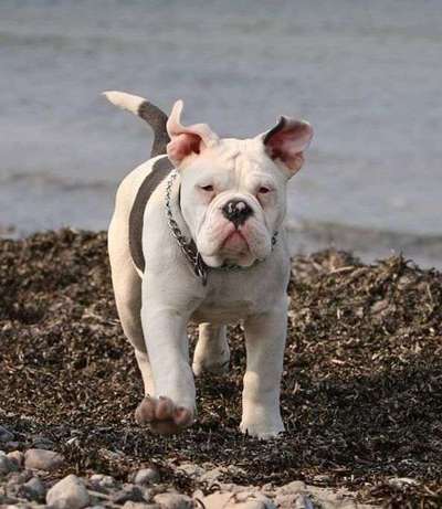 Welpen Bilder !-Beitrag-Bild