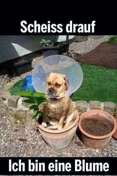 Hunde Memes-Beitrag-Bild