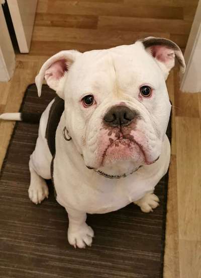 Dein Hund im Dogorama-Kalender 2021-Beitrag-Bild