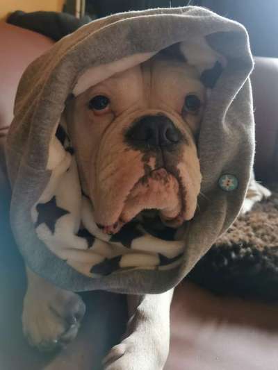 Zeige das lustigste Bild eures Hundis-Beitrag-Bild