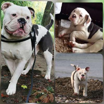 Als Welpen sind sie alle noch süßer-Beitrag-Bild