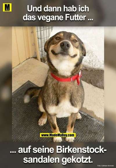 Hunde Memes-Beitrag-Bild