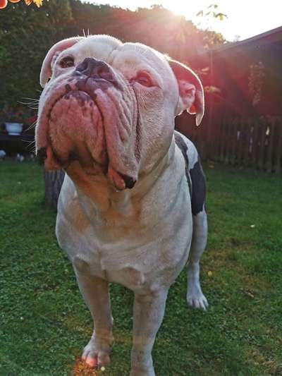 Dein Hund im Dogorama-Kalender 2021-Beitrag-Bild