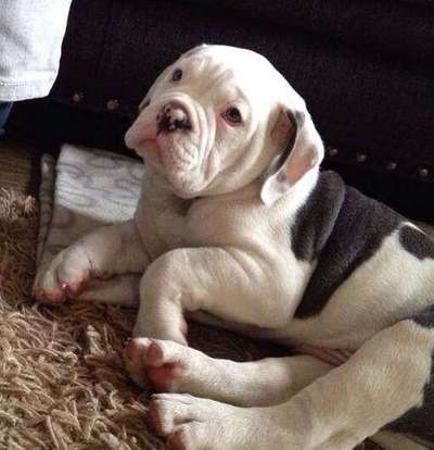 Welpen Bilder !-Beitrag-Bild