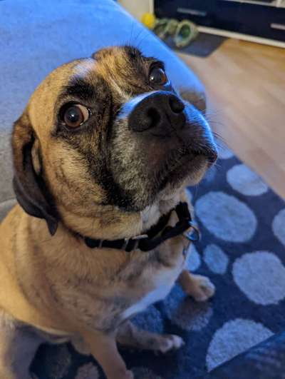 Mops mix-Beitrag-Bild