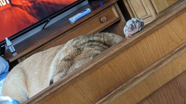 Dogorama Photo Challenge - Versteckspiel-Beitrag-Bild