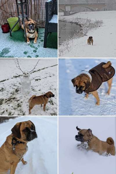 24. Collage-Challenge  *Hund im Schnee*-Beitrag-Bild