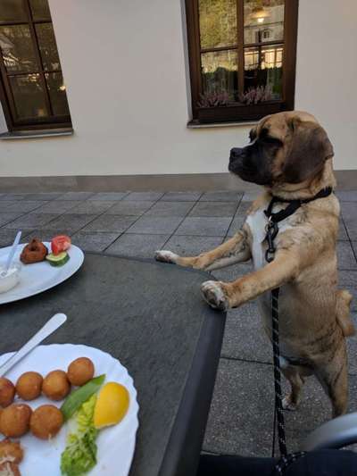 31. Handy - Fotochallenge
Vierbeiner mit am Tisch-Beitrag-Bild