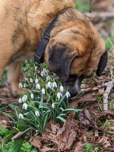 Dogorama Photo Challenge - die ersten Frühjahrsblumen-Beitrag-Bild