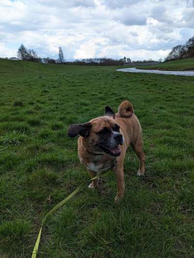 156. Fotochallenge *** DEIN HUND UND DIE WUNDERSCHÖNEN WOLKEN ***-Beitrag-Bild