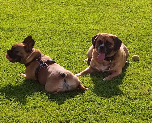 36. Handy Foto Challenge - Sonnenanbeter-Beitrag-Bild