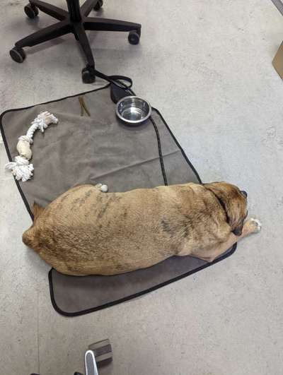 48. impulskontrolle Challenge " Decke heißt Decke "-Beitrag-Bild