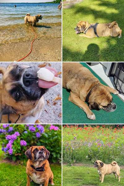 52. Collagenchallenge: Dein Hund im Sonnenschein-Beitrag-Bild