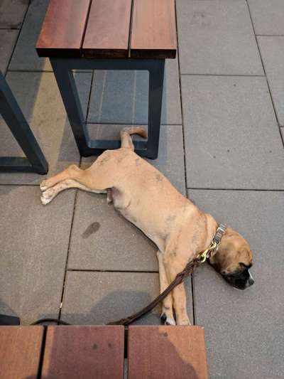 20. Collagen Challenge - "Lustige Schnappschüsse"-Beitrag-Bild