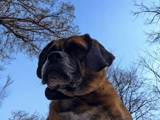Handy Fotochallenge Nr. 52: Dein Hund mit blauem Himmel-Beitrag-Bild