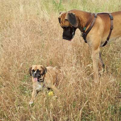 155. FotoChallange * David und Goliath *-Beitrag-Bild