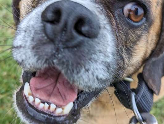 Zeigt mir die tollste Nahaufnahme von eurer Fellnase-Beitrag-Bild