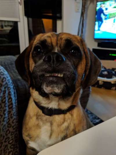 20. Collagen Challenge - "Lustige Schnappschüsse"-Beitrag-Bild