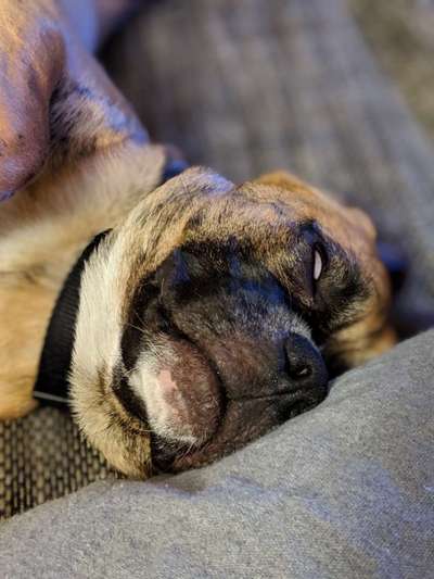 Fotowettbewerb ,,mein gruseliger Hund"-Beitrag-Bild