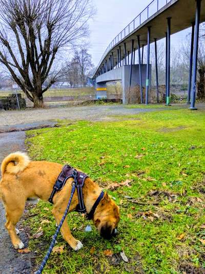 19. Collagen Challenge - Brücken-Beitrag-Bild